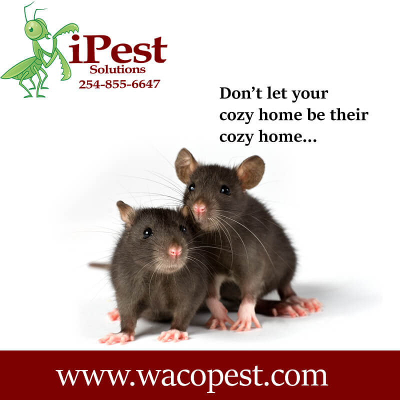 Hewitt Pest Control San Antonio, College Station Pest Control iPest