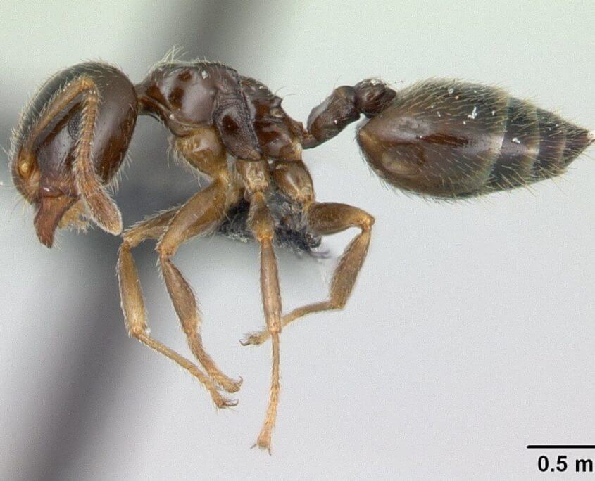 Acrobat Ant San Antonio Ant Control