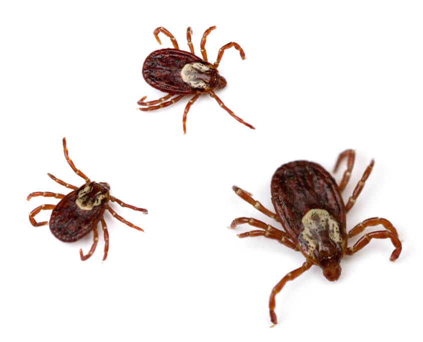 American Dog Tick San Antonio Flea & Tick Control
