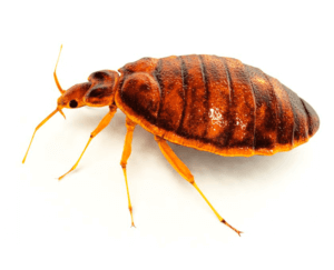 Bed-Bug