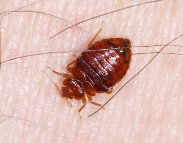 Bed Bugs San Antonio College Station Pest Control Ipest 