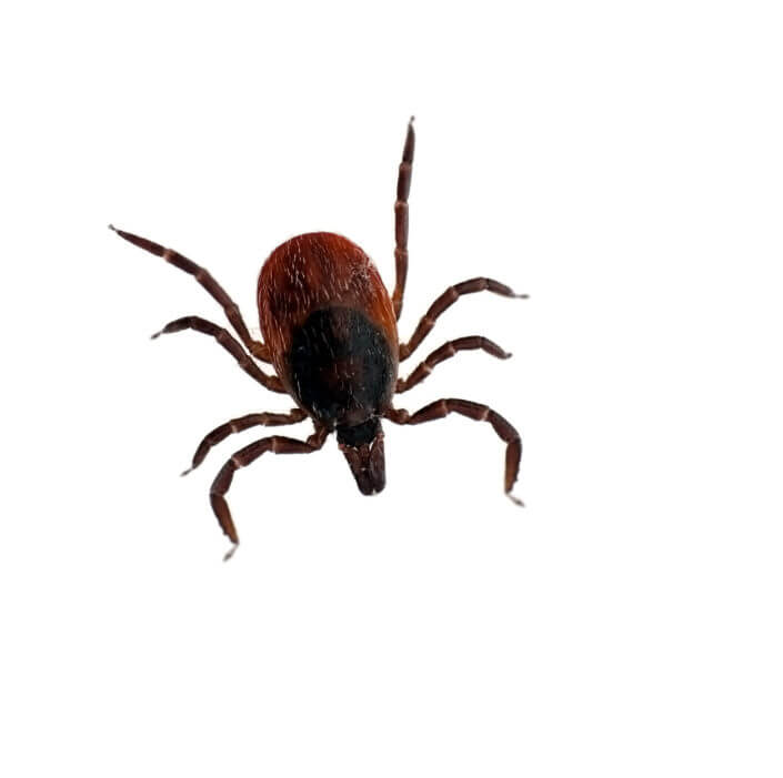 Black-legged Deer Tick - San Antonio, College Station Pest Control | iPest