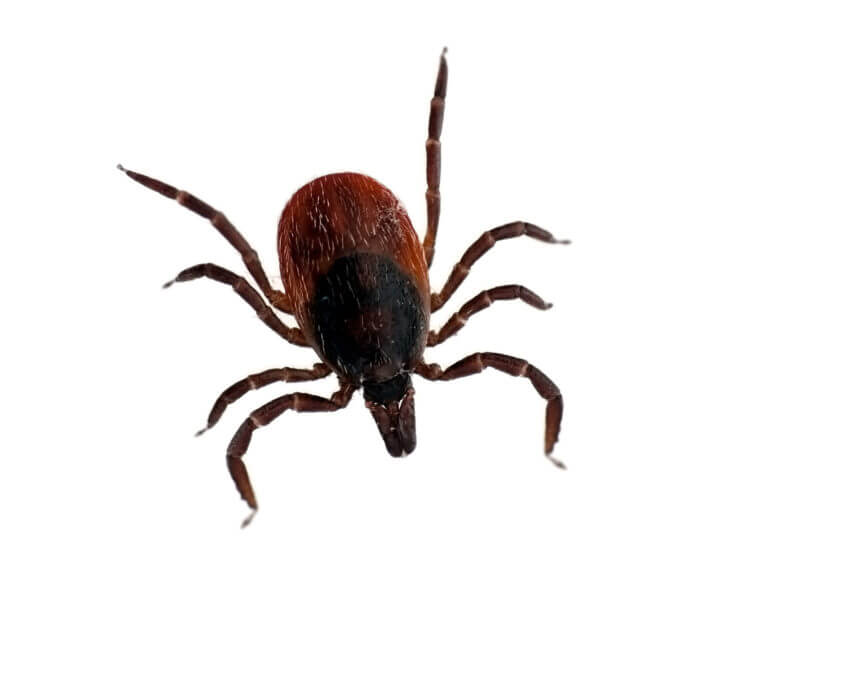 Tick Control Waco San Antonio Flea & Tick Control