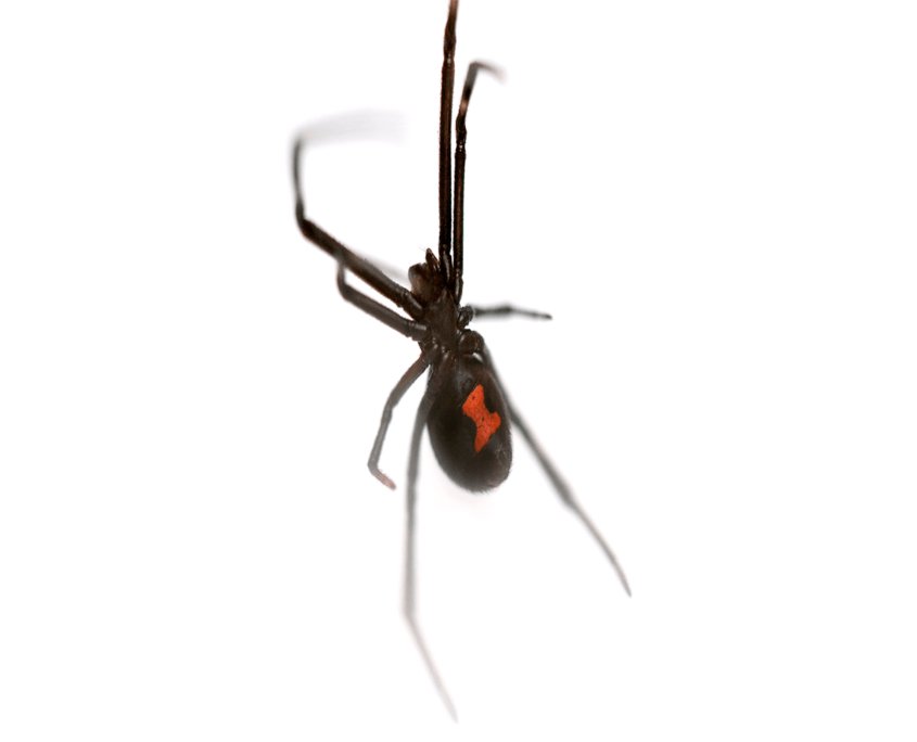 Black Widow Spider San Antonio Spider Control
