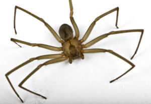 San Antonio Spider Control
