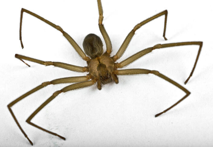 Brown Recluse Spiders - San Antonio, College Station Pest Control | iPest