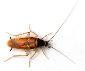 San Antonio Roach Control