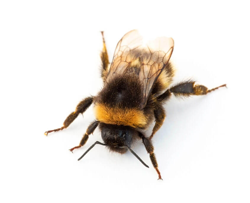 Bumble Bee San Antonio Bee Removal