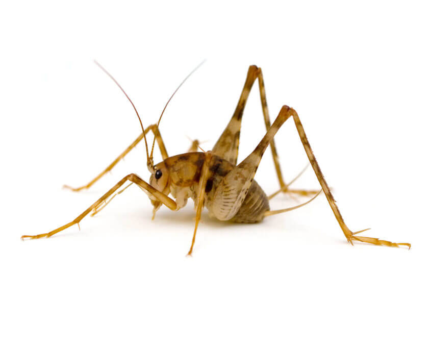 Camel Cricket San Antonio Cricket Control
