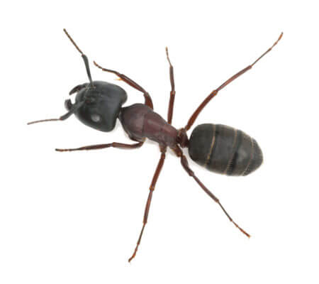 6 Tell-tale Signs of Ant Infestations