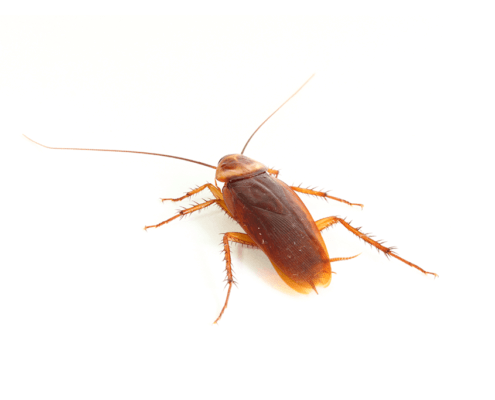 Cockroach Control Waco