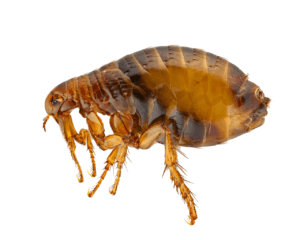 San Antonio Flea & Tick Contron