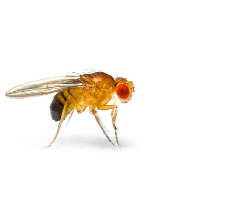 Fruit Fly San Antonio Fly Control