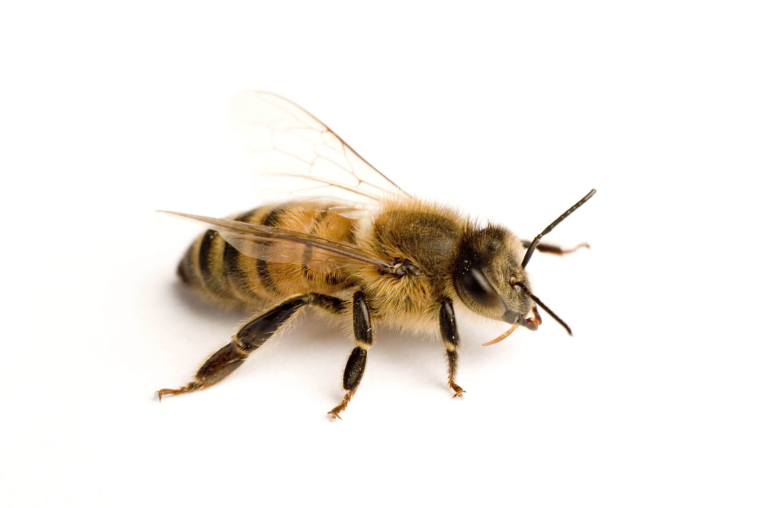 Honey Bees - San Antonio, College Station Pest Control | iPest