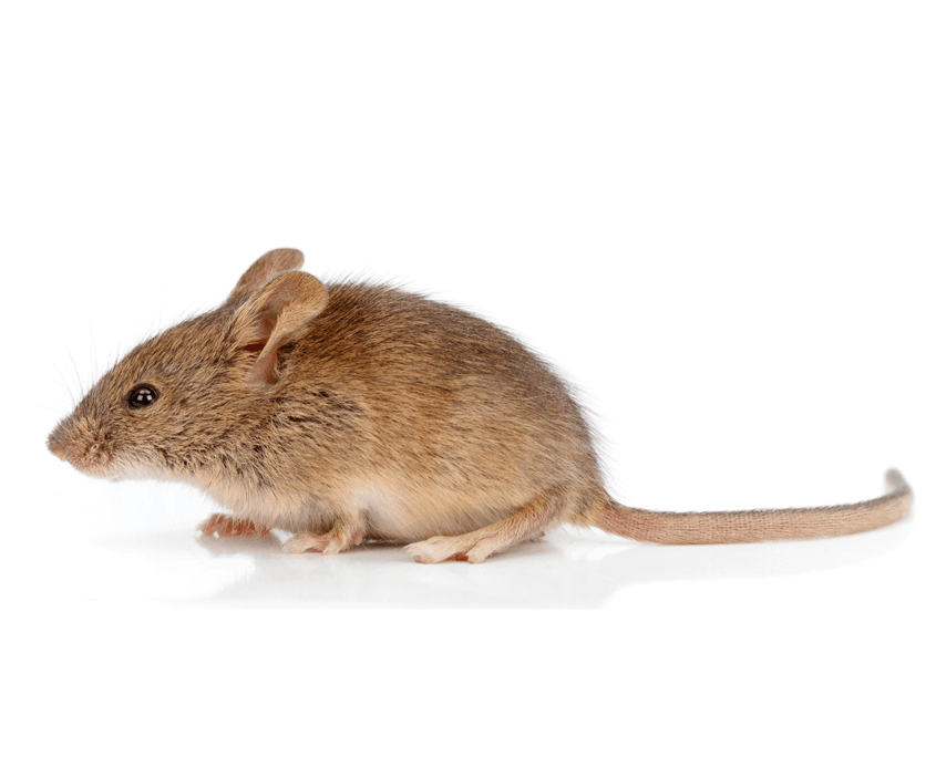 House Mouse San Antonio Mouse Control