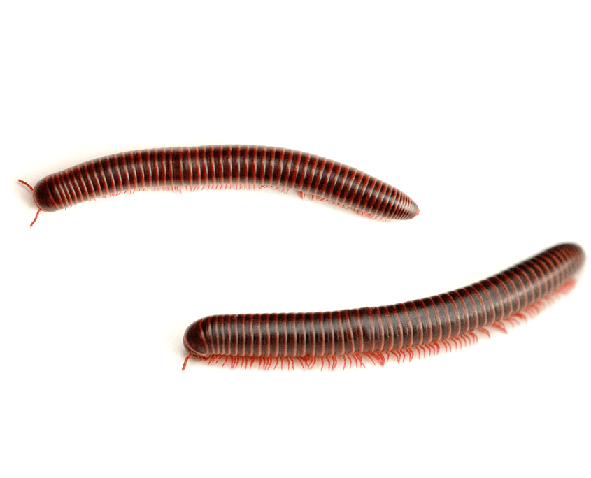 Millipedes San Antonio Millipede Control