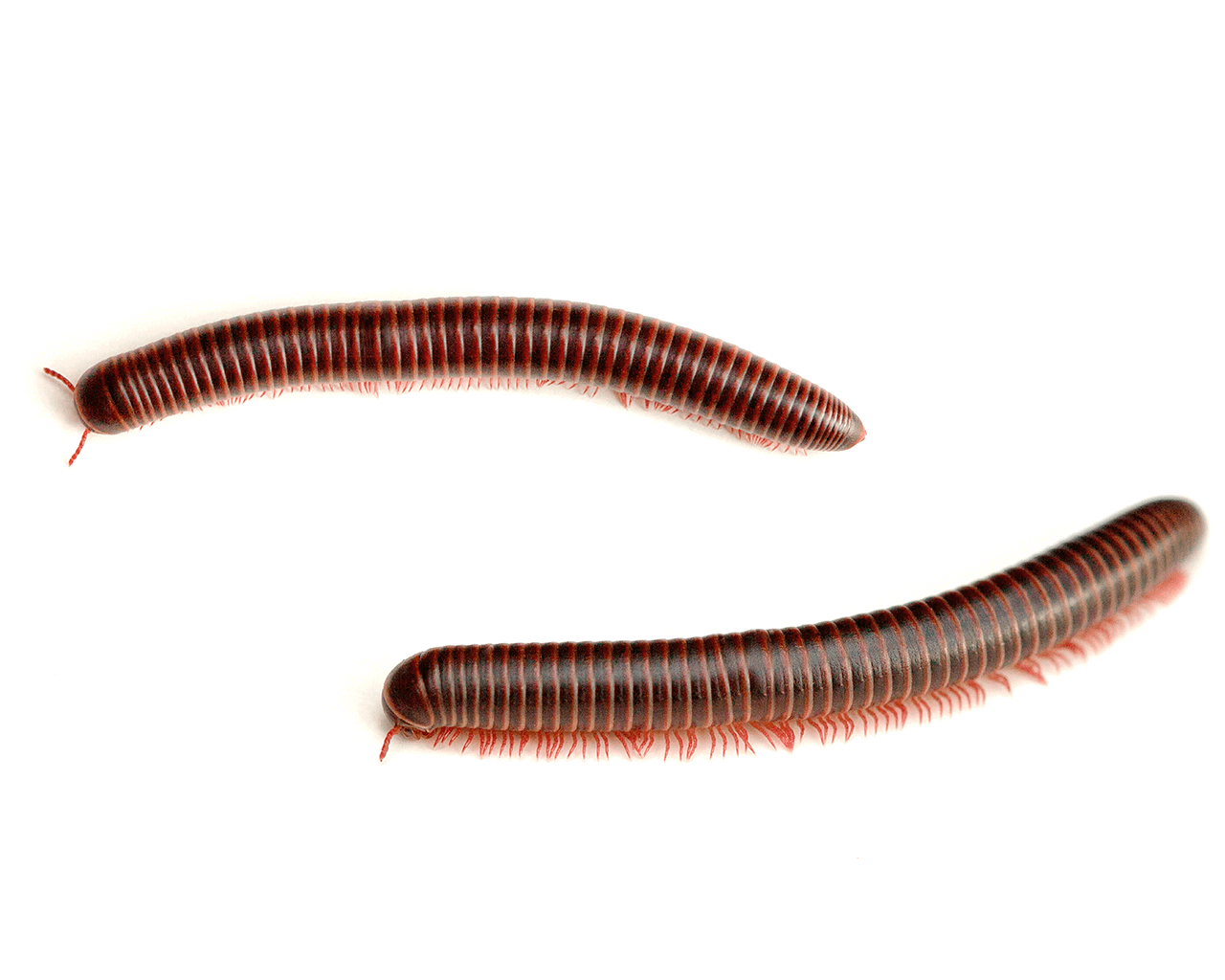 San Antonio Millipede Control