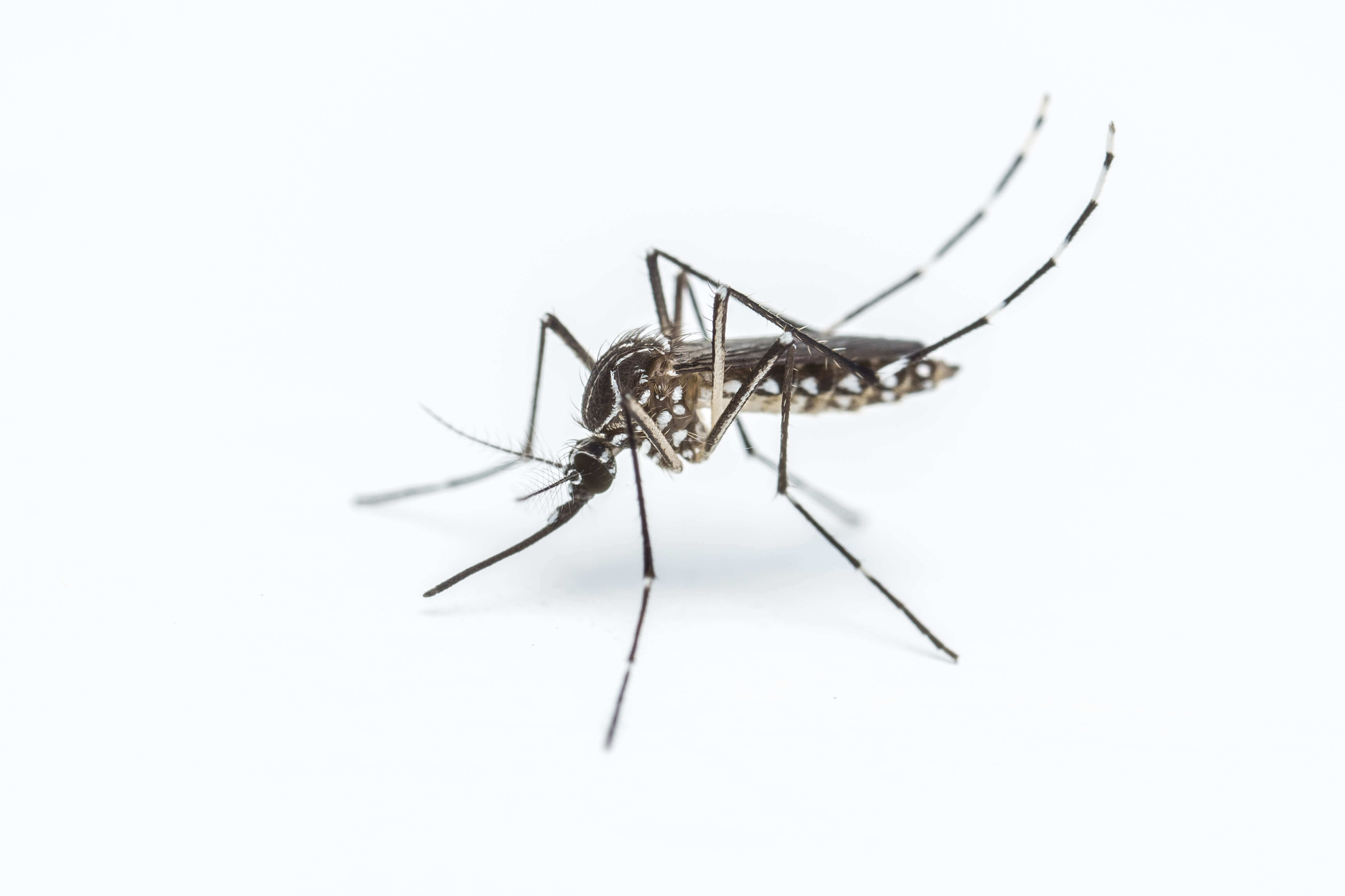 The Most Dangerous Mosquito Species Mosquito Control Experts