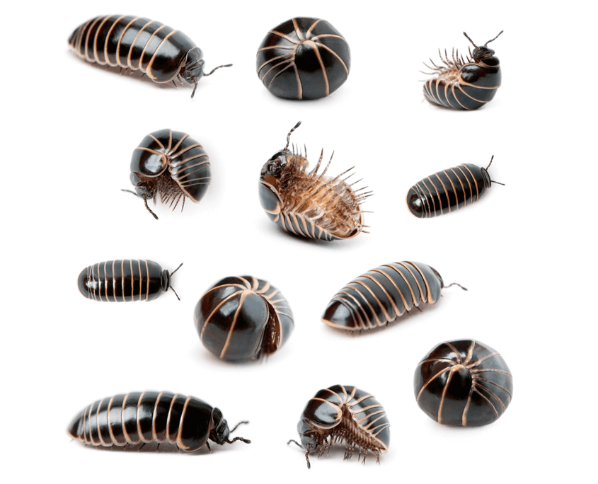 Pill-Bugs San Antonio Pill Bug Control