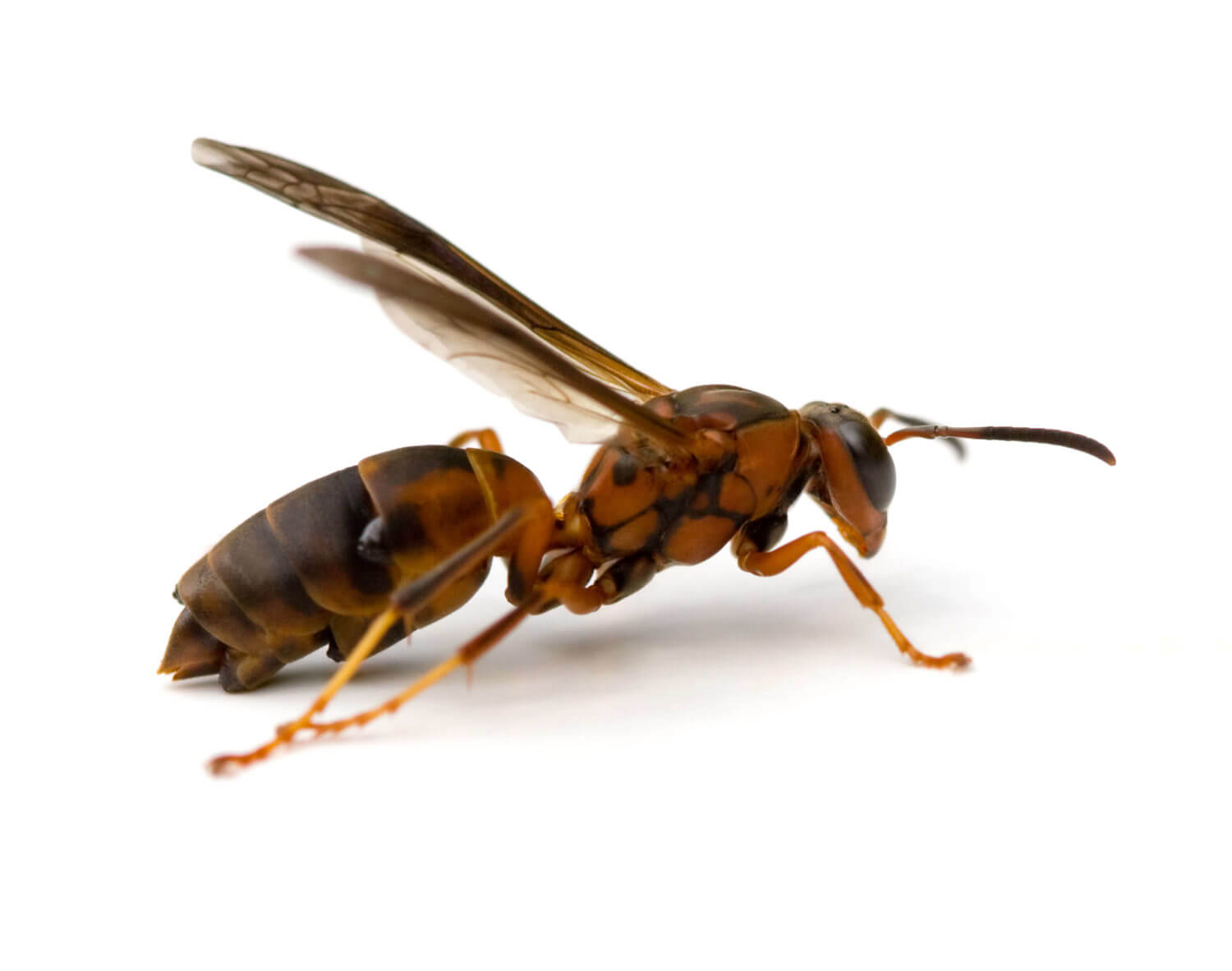 Red Wasps - San Antonio, College Station Pest Control | iPest