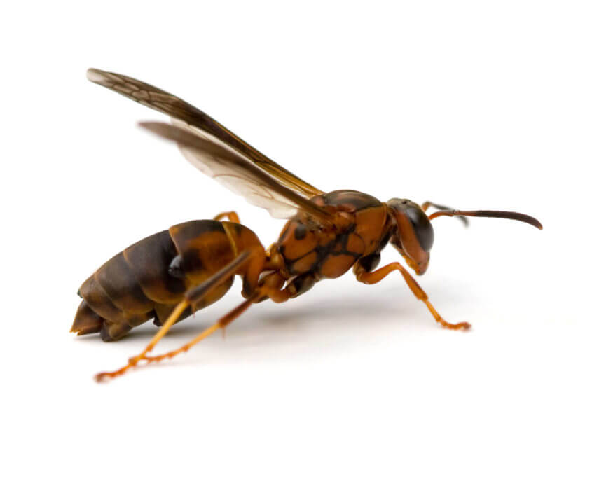 Red Wasps San Antonio Wasp Control