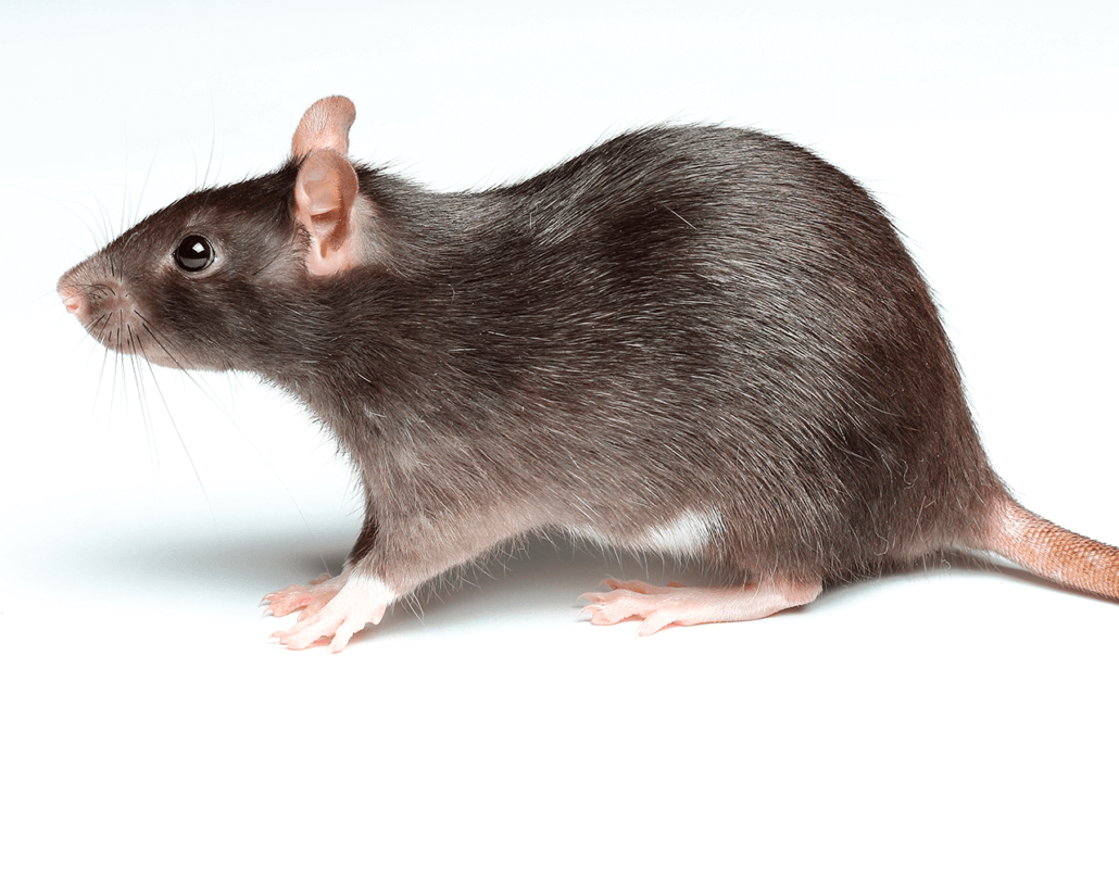Rat Exterminator West Palm Beach - Rodents - Island Environmental