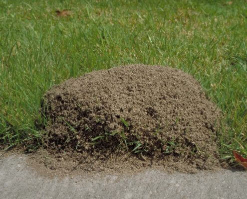 Fire Ant Nest