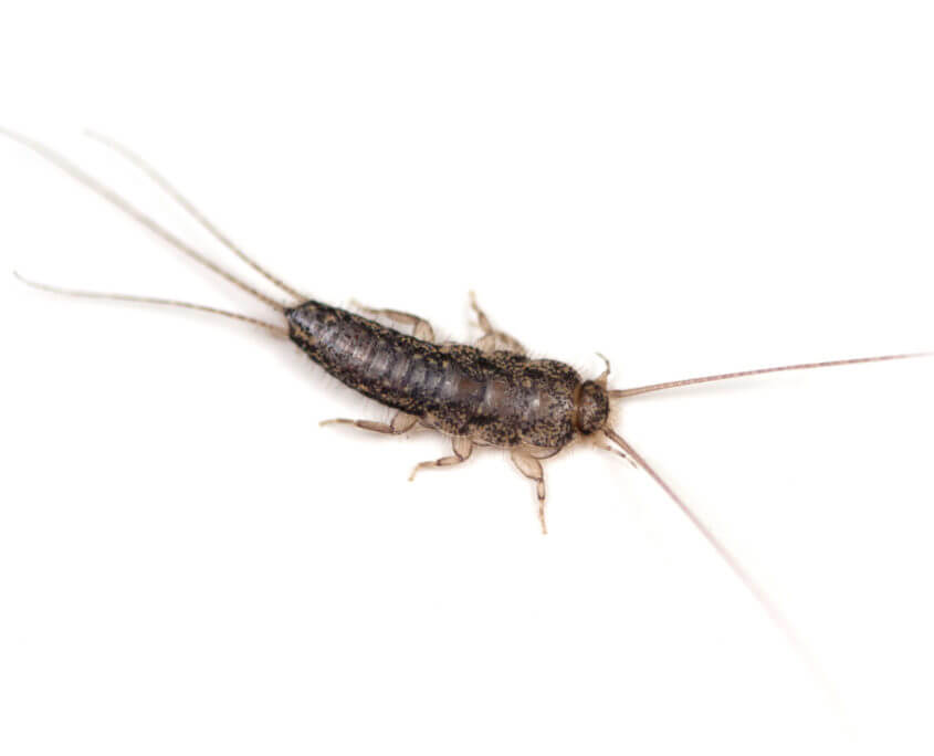 Silverfish San Antonio Silver Fish Control