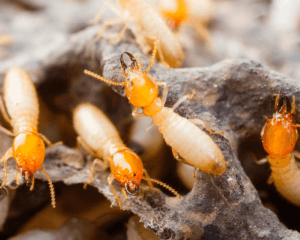 San Antonio Termite Control