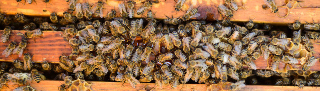 San Antonio Texas Bee Removal