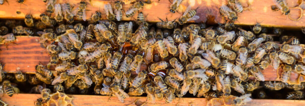 San Antonio Texas Bee Removal