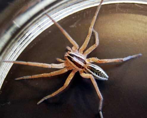 Wolf-spider-central-texas