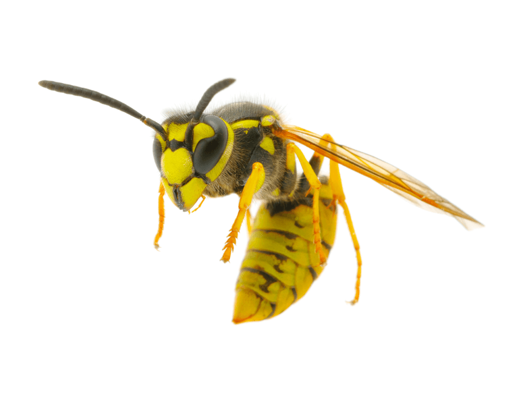 Yellow Jacket Wasps - San Antonio, College Station Pest Control