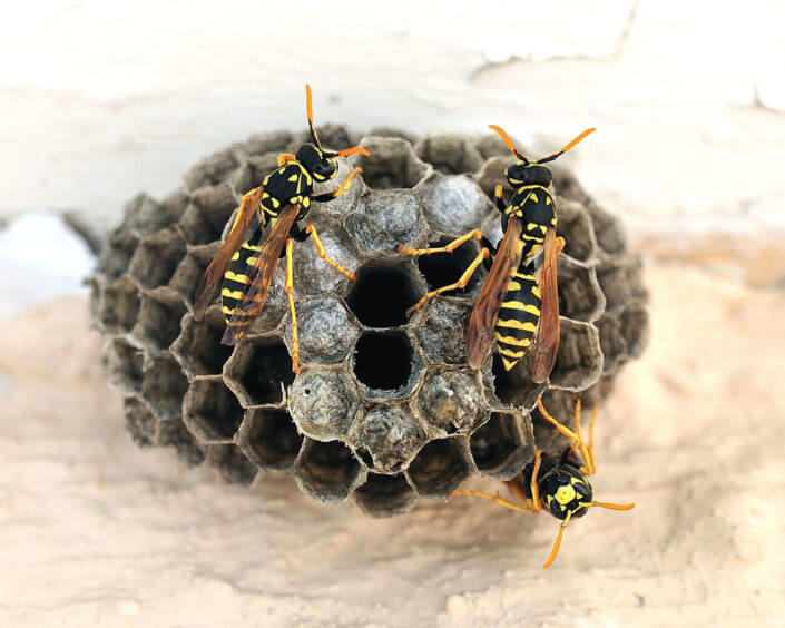 What’s Inside A Wasp Nest? - San Antonio, College Station Pest Control ...