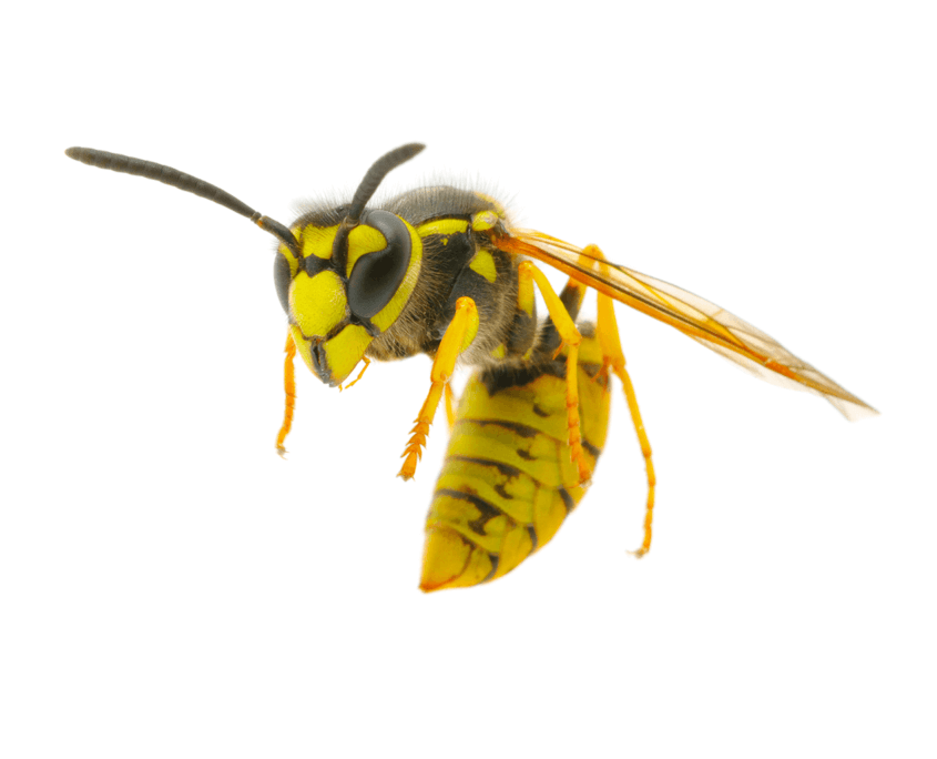 Yellow-Jacket-Wasps San Antonio Wasp Control