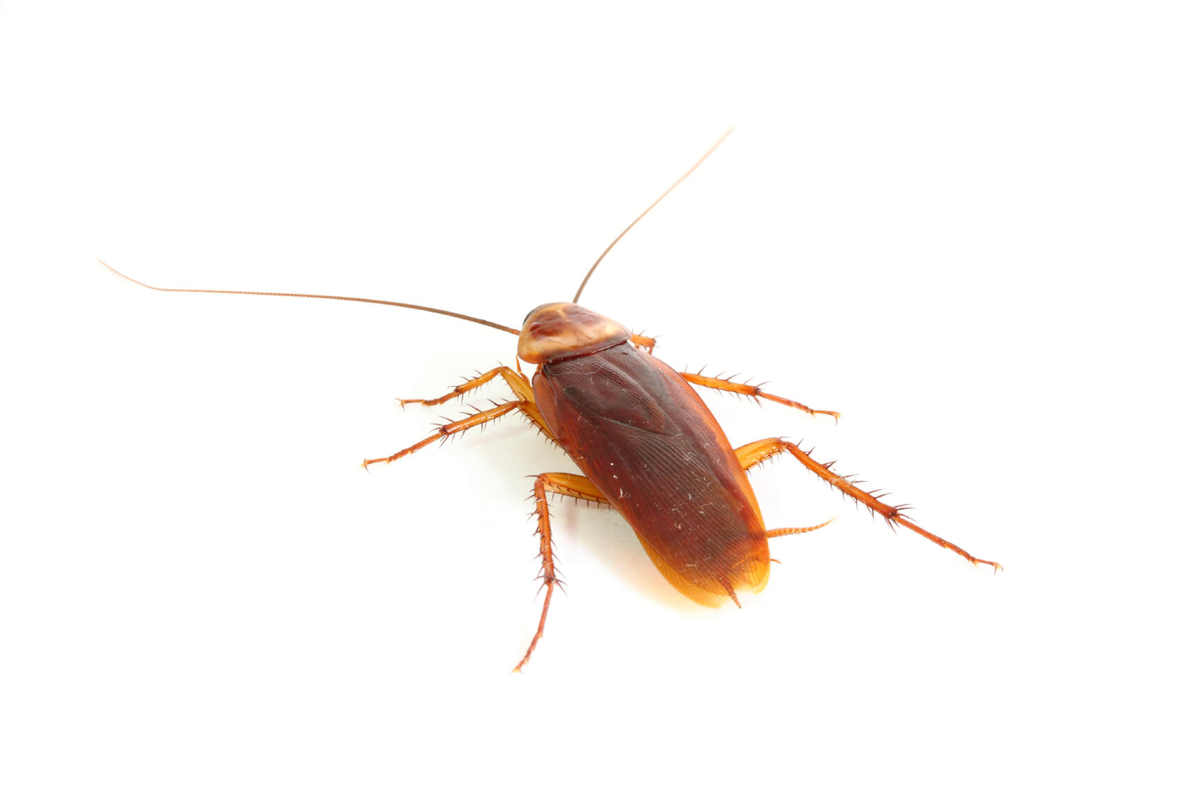 Eliminating Large Cockroaches From Infested Homes