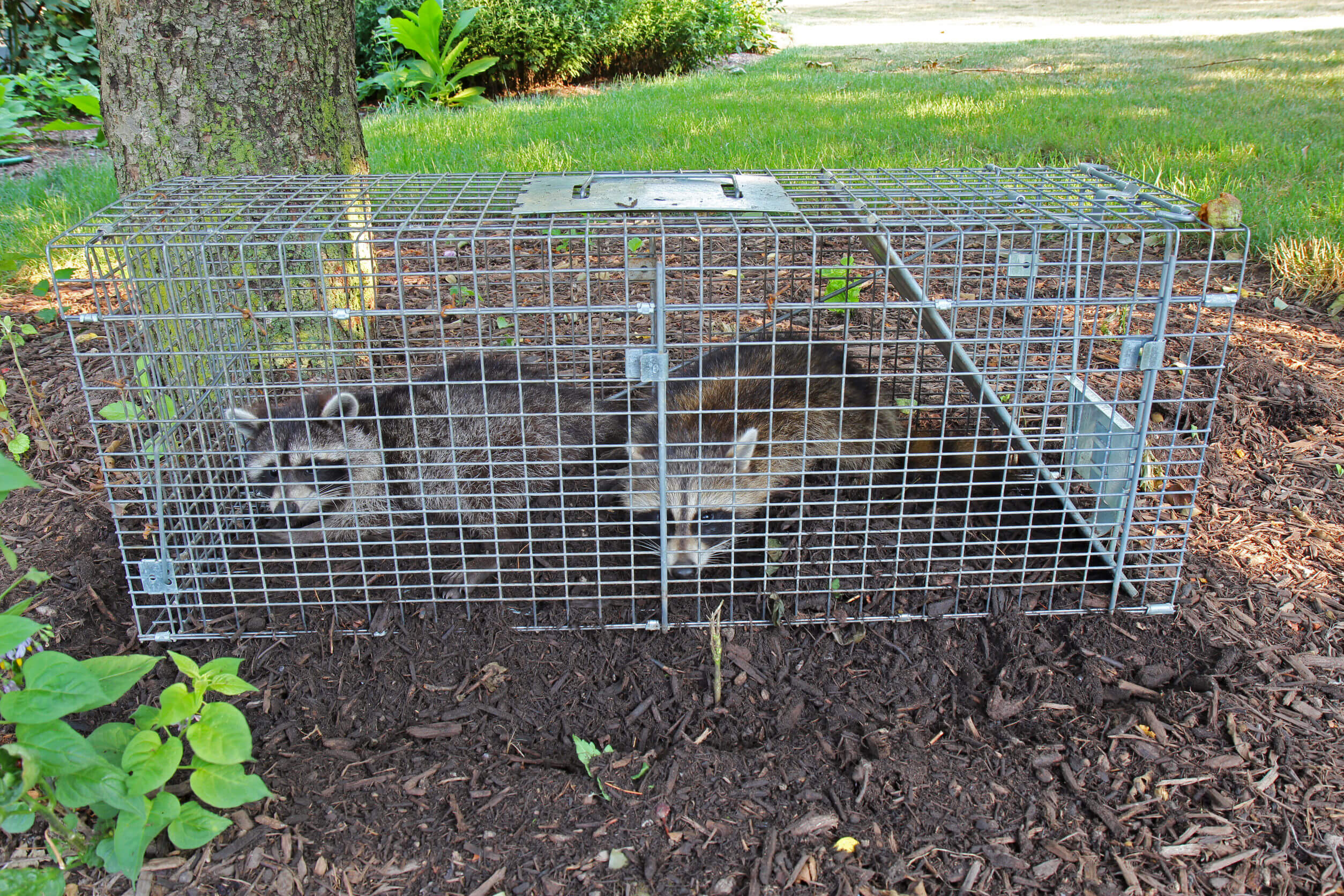 raccoons