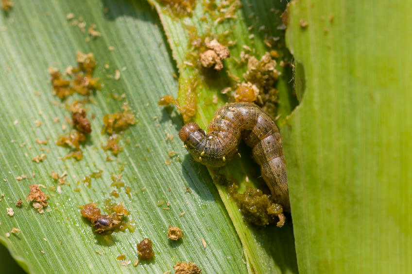San Antonio Armyworm