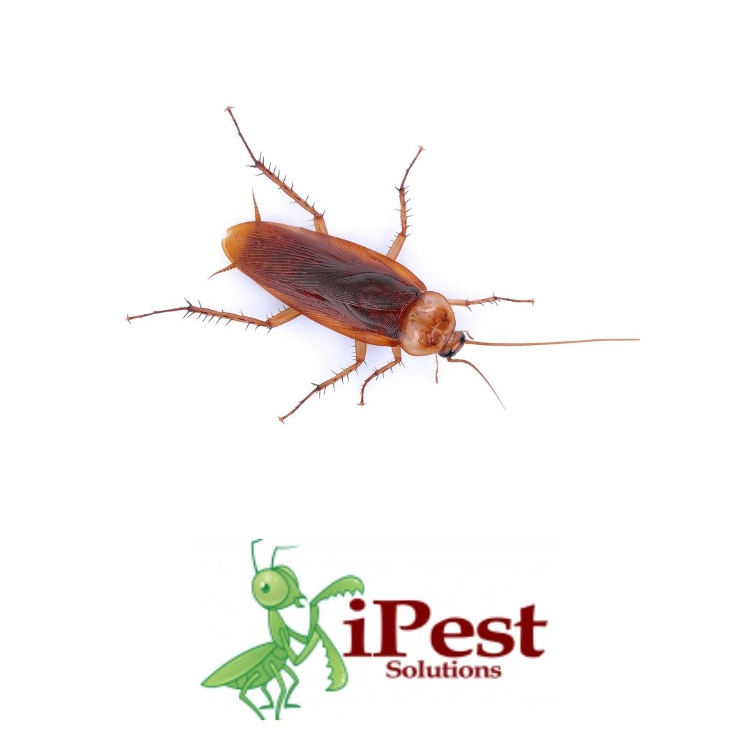 Cockroach Prevention Tips! - San Antonio, College Station Pest Control ...