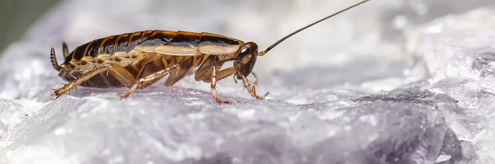 Brown Cockroach