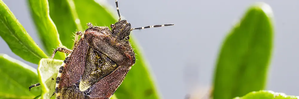 Chinch Bugs