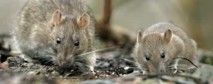 Common Rodent Species in Texas (and What You Need to Know)