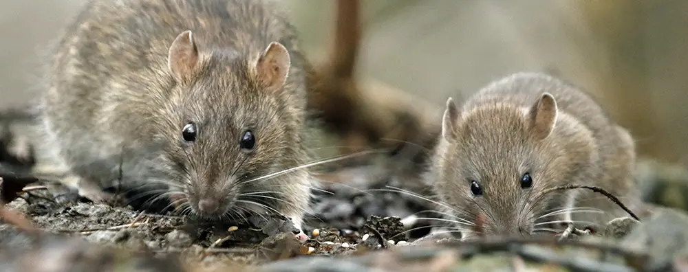 Common Rodent Species in Texas (and What You Need to Know)