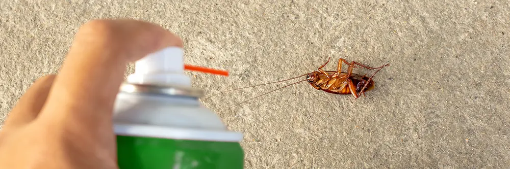 Confronting October Pests in San Antonio with iPest Solutions by Your Side