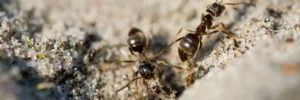 Dark Rover Ant