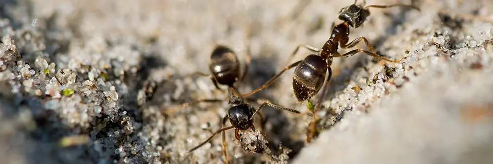 Dark Rover Ant
