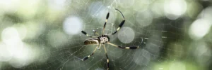 Effective Spider Prevention with iPest Solutions