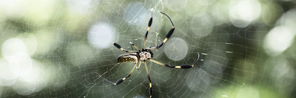 Effective Spider Prevention with iPest Solutions
