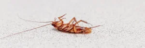 Guide to Common Texas Cockroaches (and How to Deal with Them)