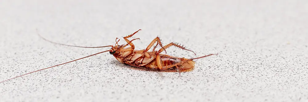 Guide to Common Texas Cockroaches (and How to Deal with Them)